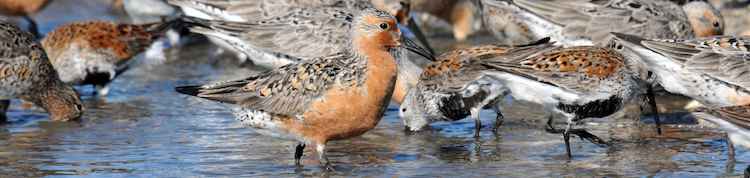 Migratory shorebirds feeding